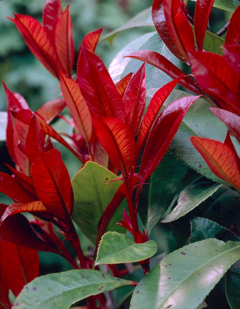 Photinia Red Robin 150-175cm Planted Height (approx 5-6ft) 30L