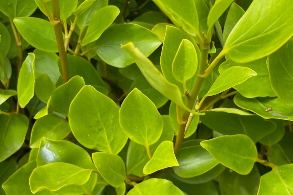 Griselinia Littoralis 100cm Planted Height (approx 3ft) 5L