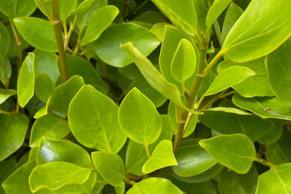 Pallet of 12 x BUSHY Griselinia Littoralis 180cm+ Planted Height (approx 6ft+) 25L