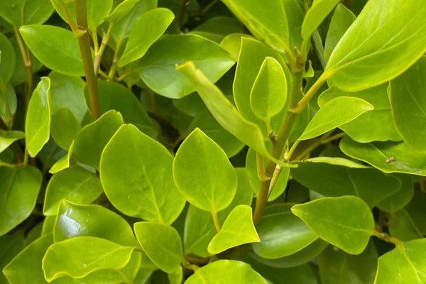 BUSHY Griselinia Littoralis (60cm) Planted Height (approx 2ft) 2L