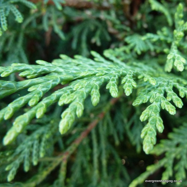 Bushy Leylandii 225-250cm Planted Height (approx 7-8ft) Rootball