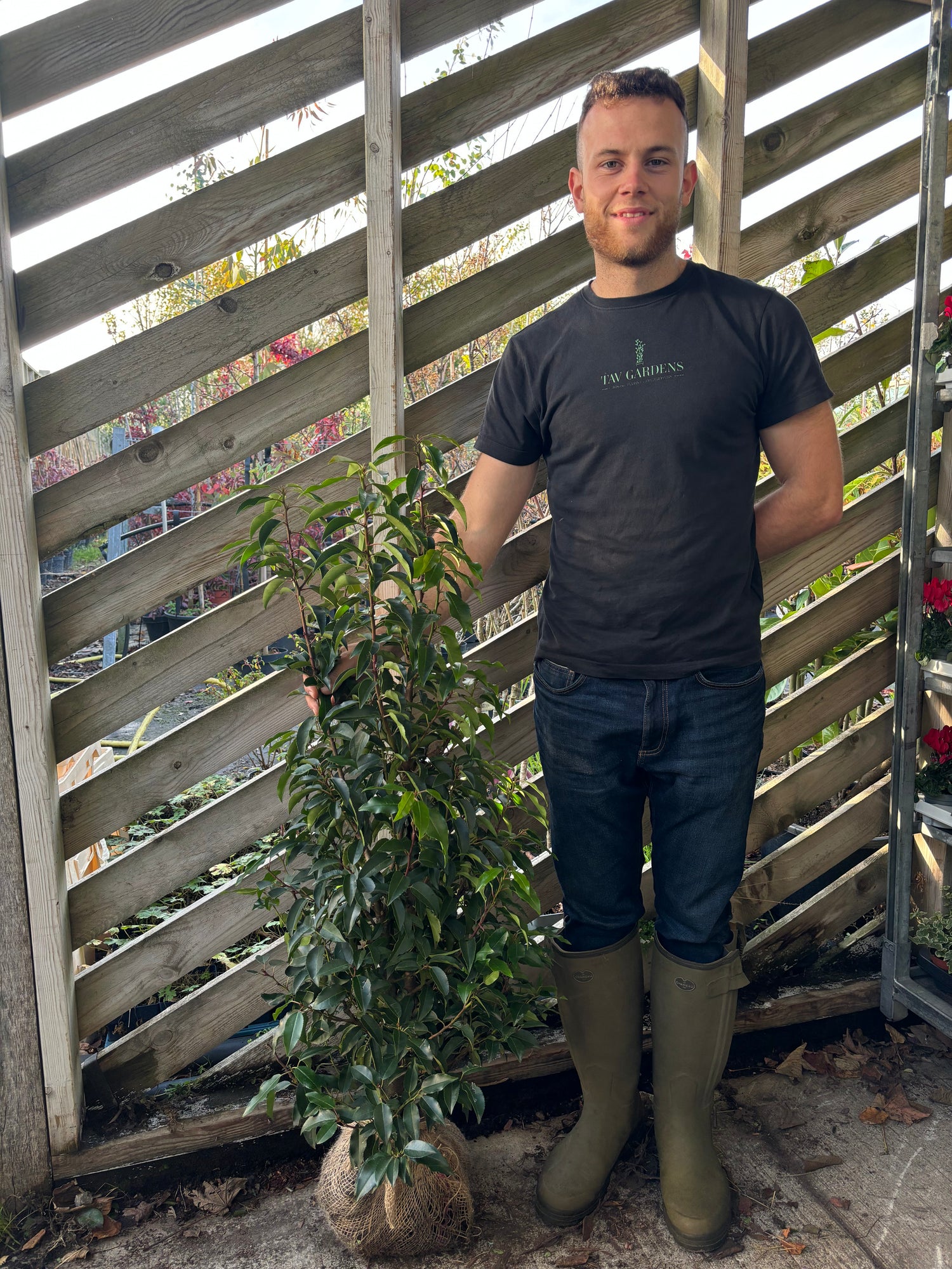 Bushy Portuguese Laurel 90-110cm Planted Height (approx 3-4ft) Rootball