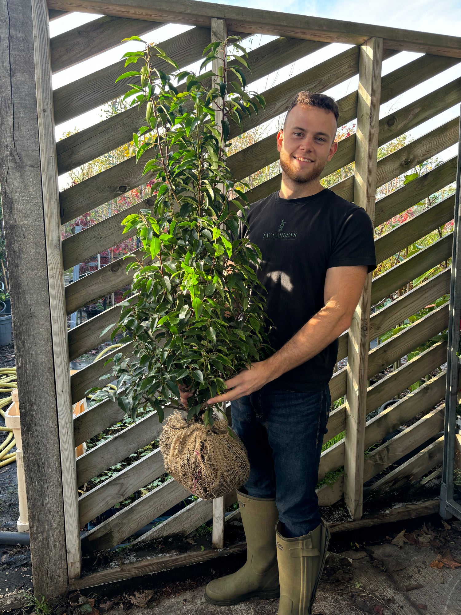 Bushy Portuguese Laurel 90-110cm Planted Height (approx 3-4ft) Rootball