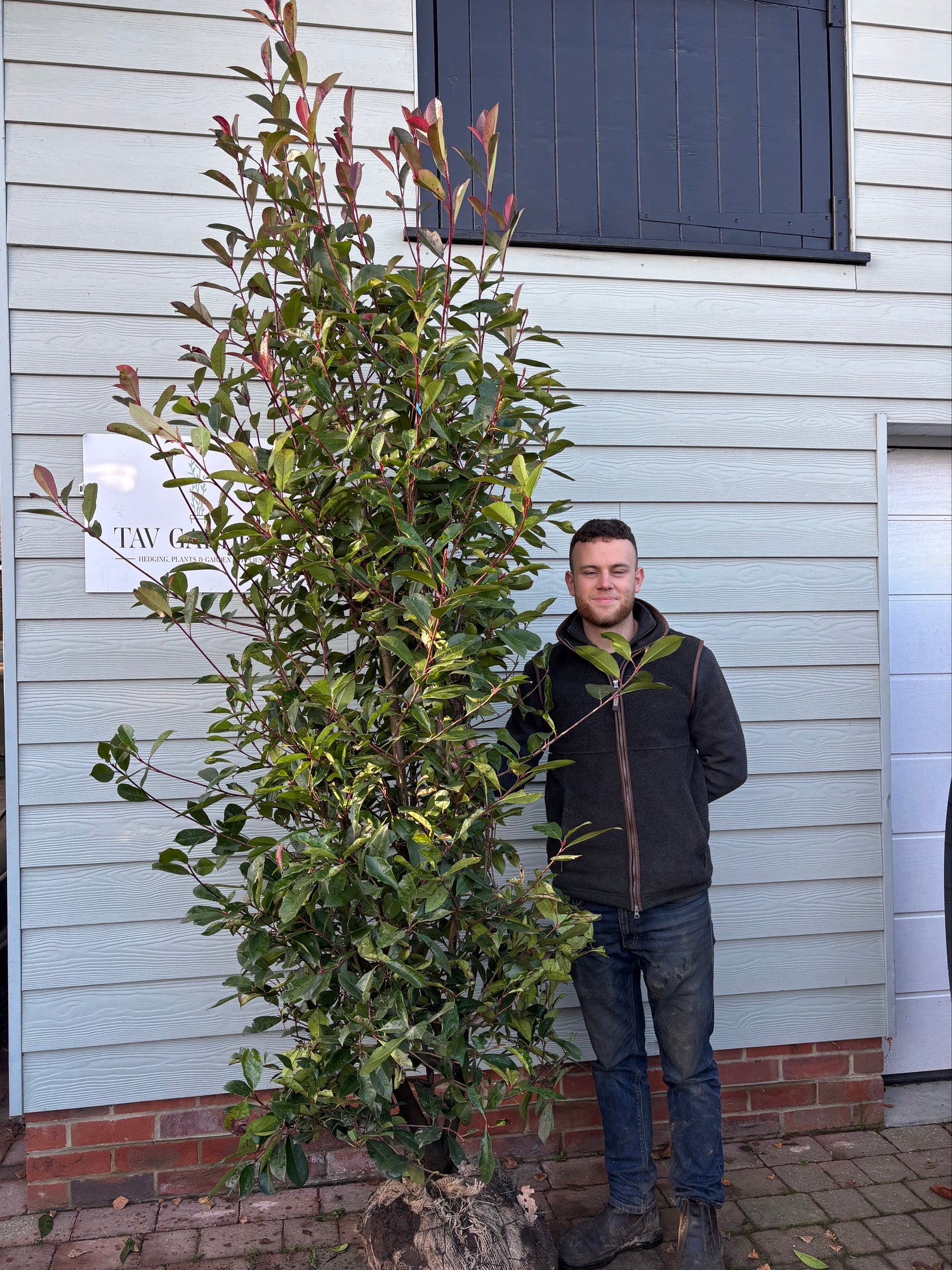 XXL Photinia Red Robin 210-240cm Planted Height (approx 7-8ft+) Rootball