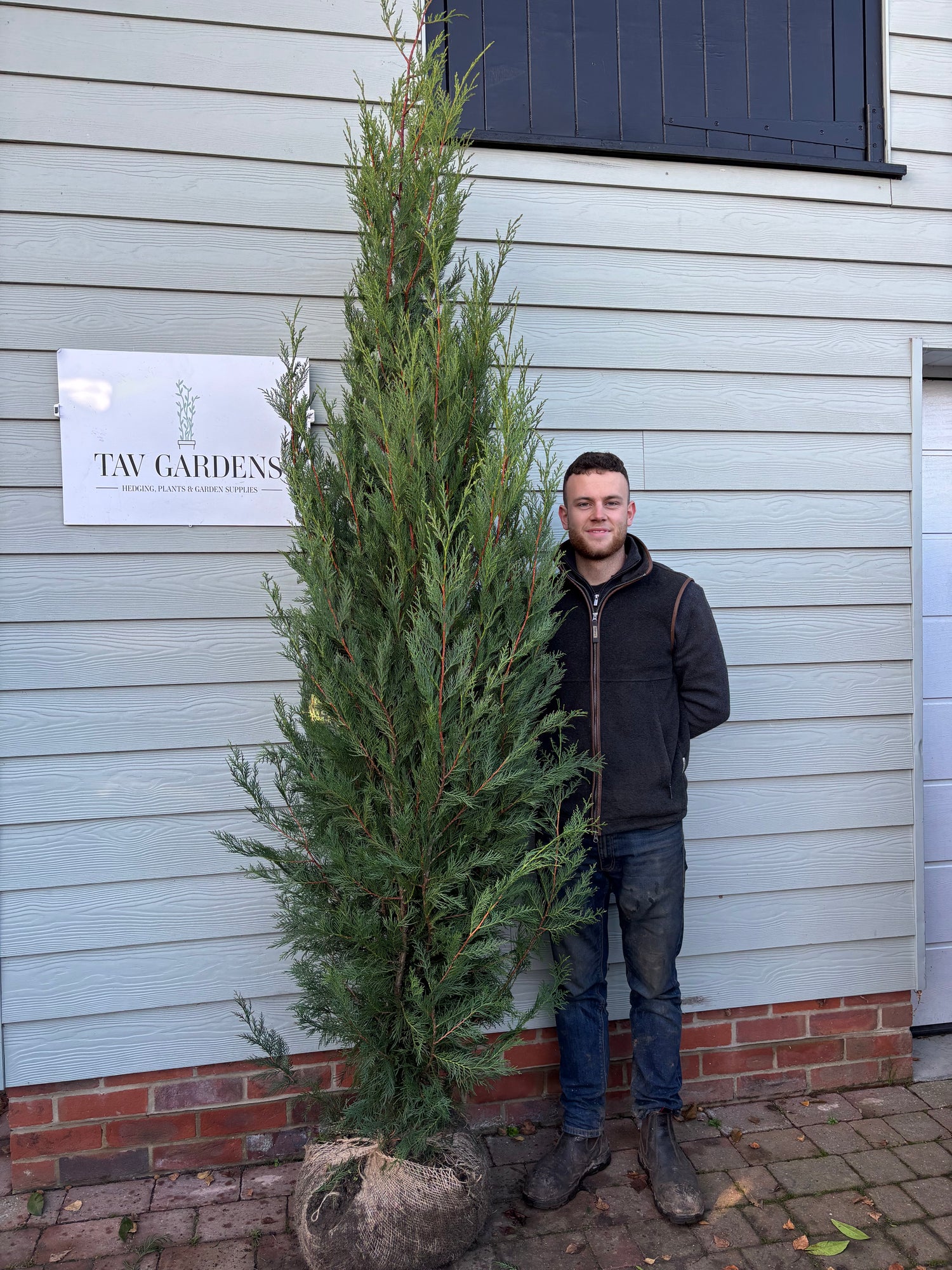 Bushy Leylandii 225-250cm Planted Height (approx 7-8ft) Rootball