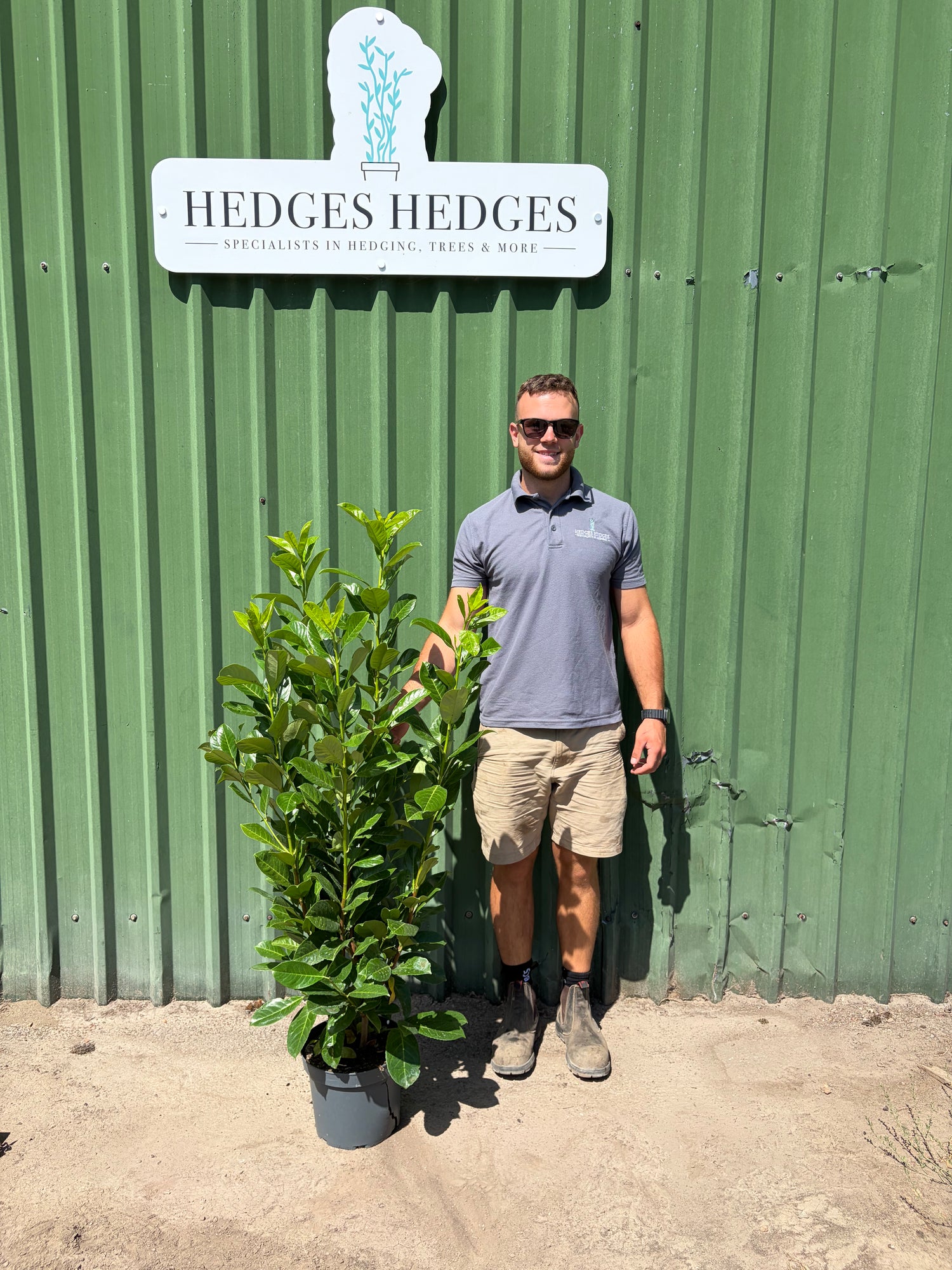 Pallet of 25 x EXTRA BUSHY Cherry Laurel 125cm+ Planted Height (approx 4ft+) 7.5L
