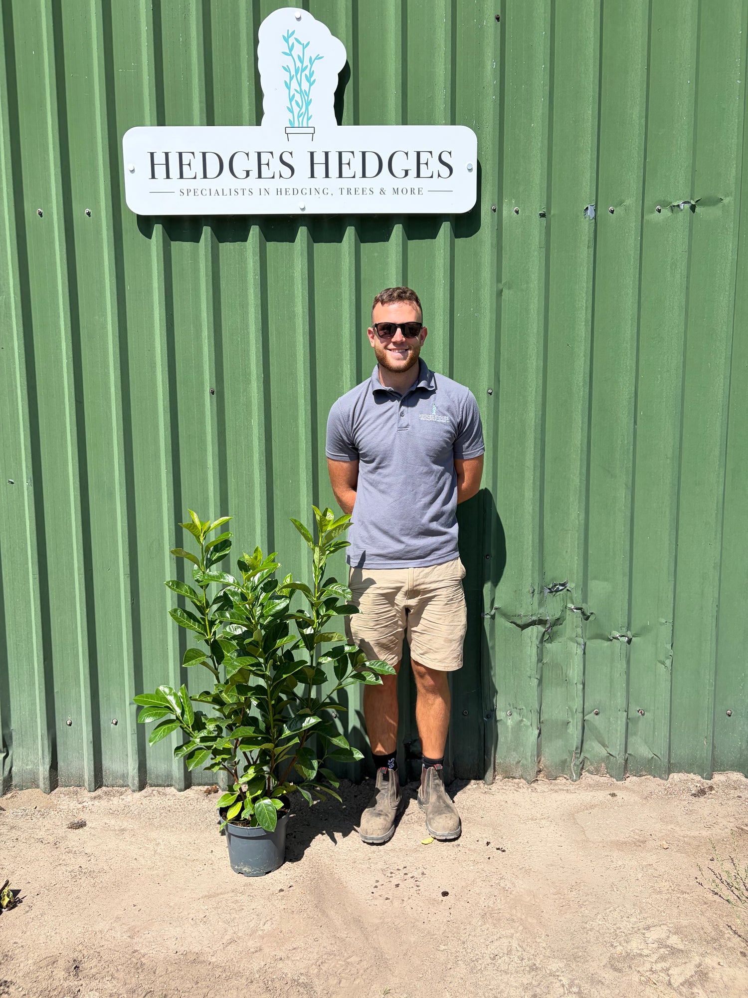 Pallet of 20 x BUSHY Cherry Laurel 100cm Planted Height (approx 3-4ft) 5L (Copy)