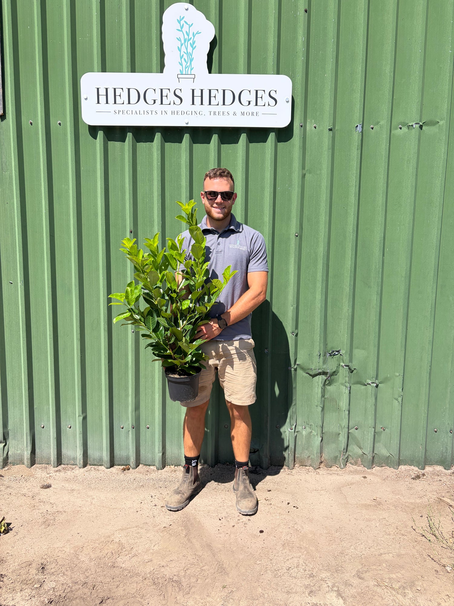 Pallet of 20 x BUSHY Cherry Laurel 80cm Planted Height (approx 3ft) 3L