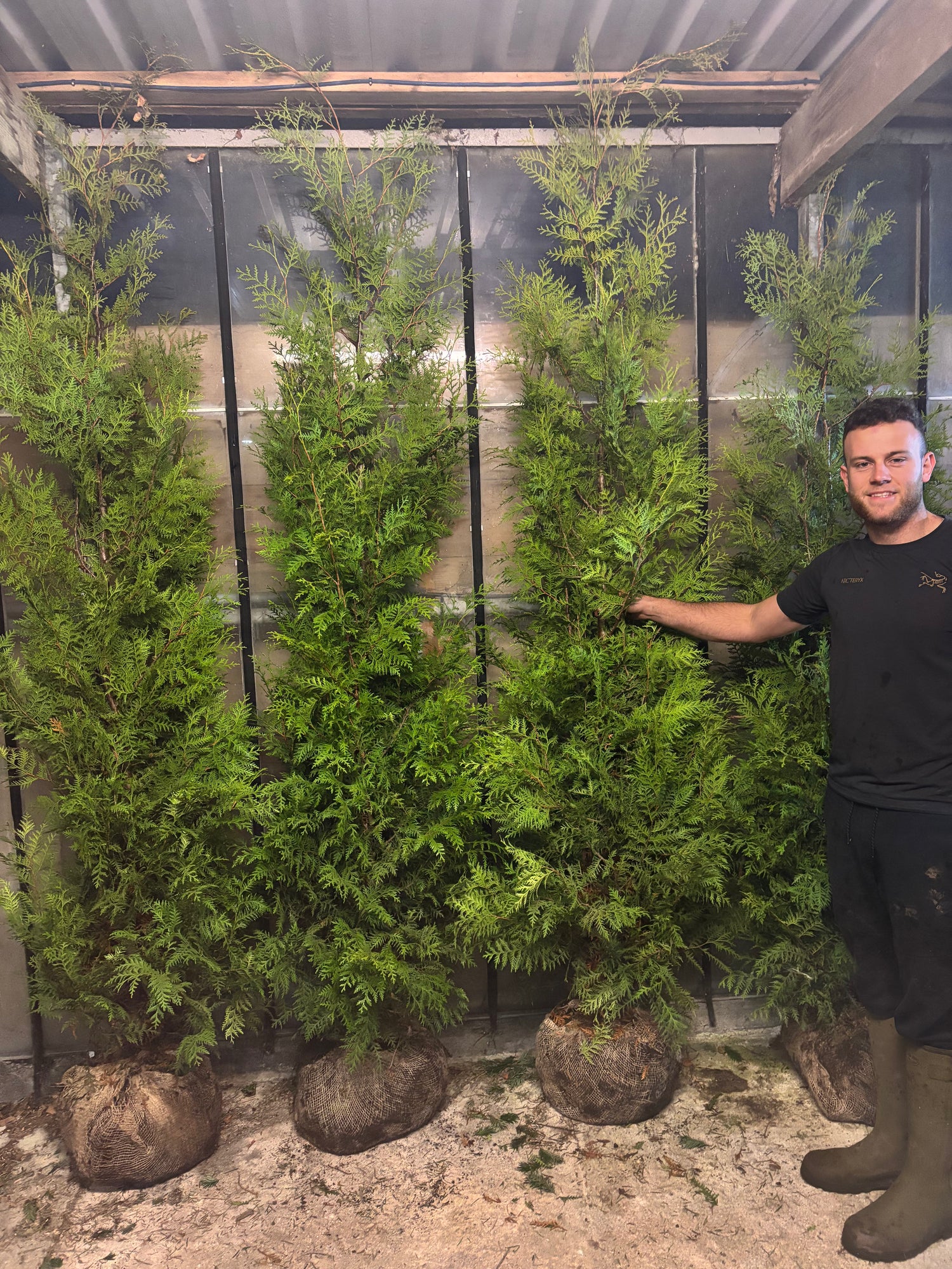 Thuja Brabant 200-225cm Planted Height (approx 7ft+) Rootball