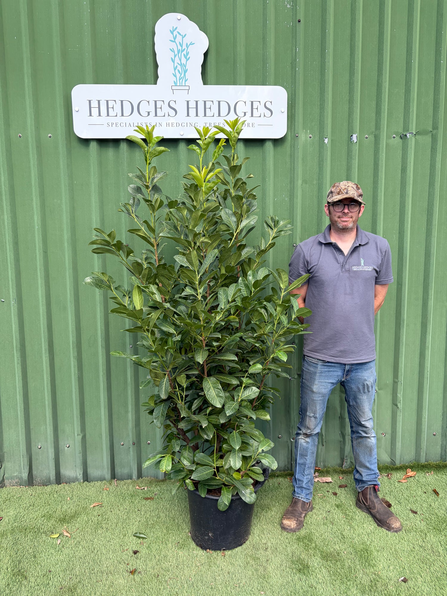 BUSHY Cherry Laurel 175-200cm Planted Height (approx 6-7ft) 30l