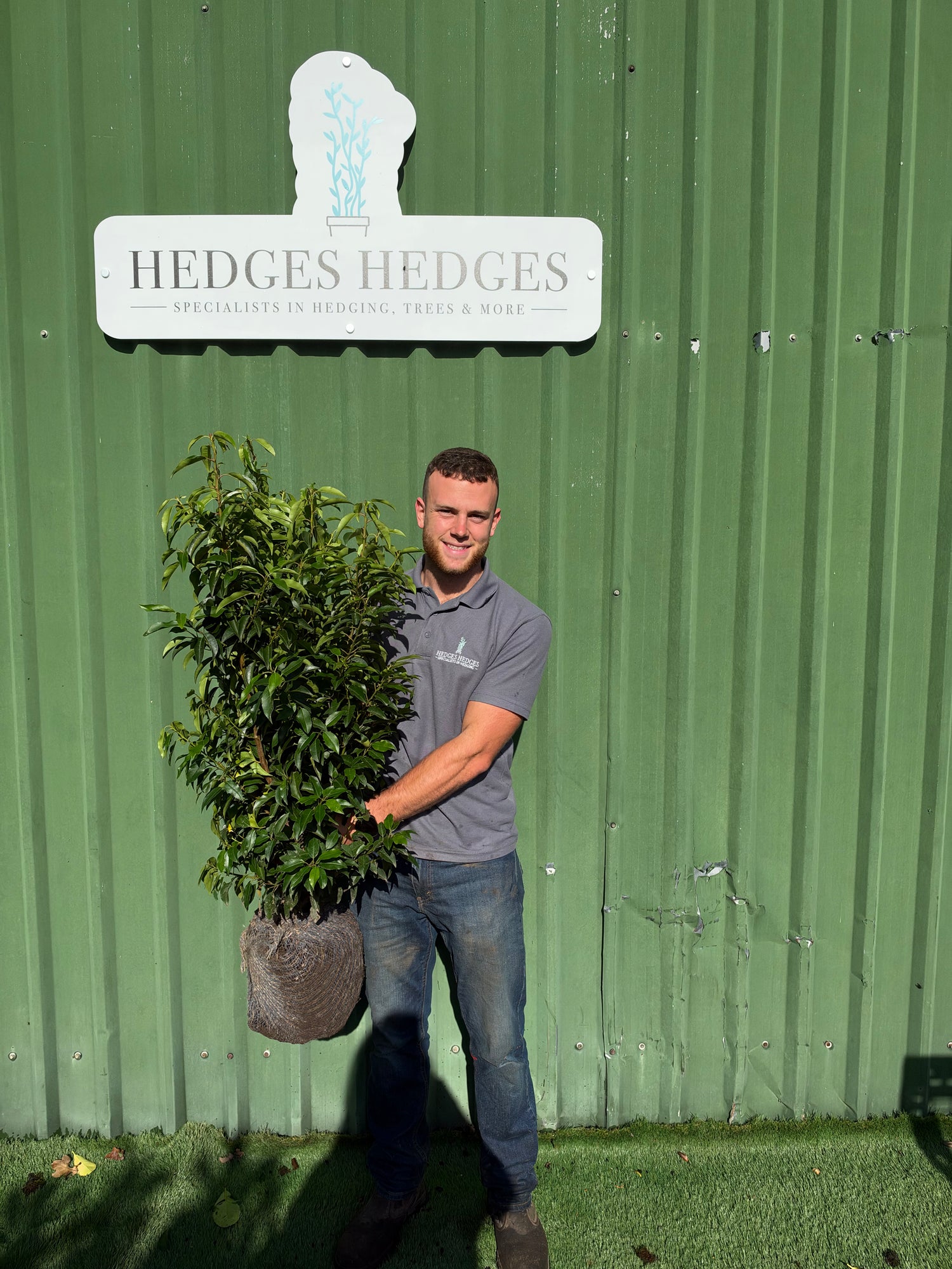 Bushy Portuguese Laurel 90-110cm Planted Height (approx 3-4ft) Rootball