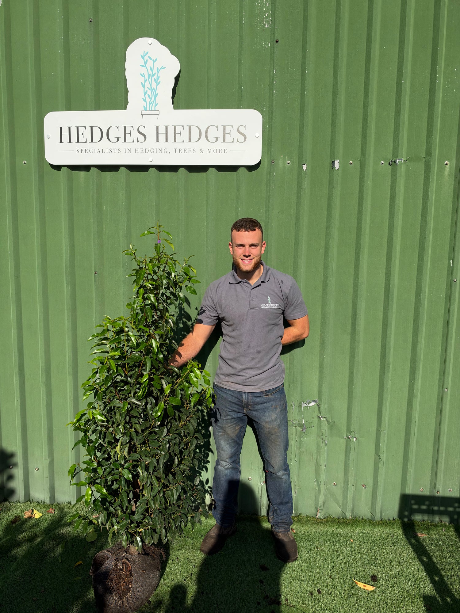 Bushy Portuguese Laurel 130-150cm Planted Height (approx 4-5ft) Rootball