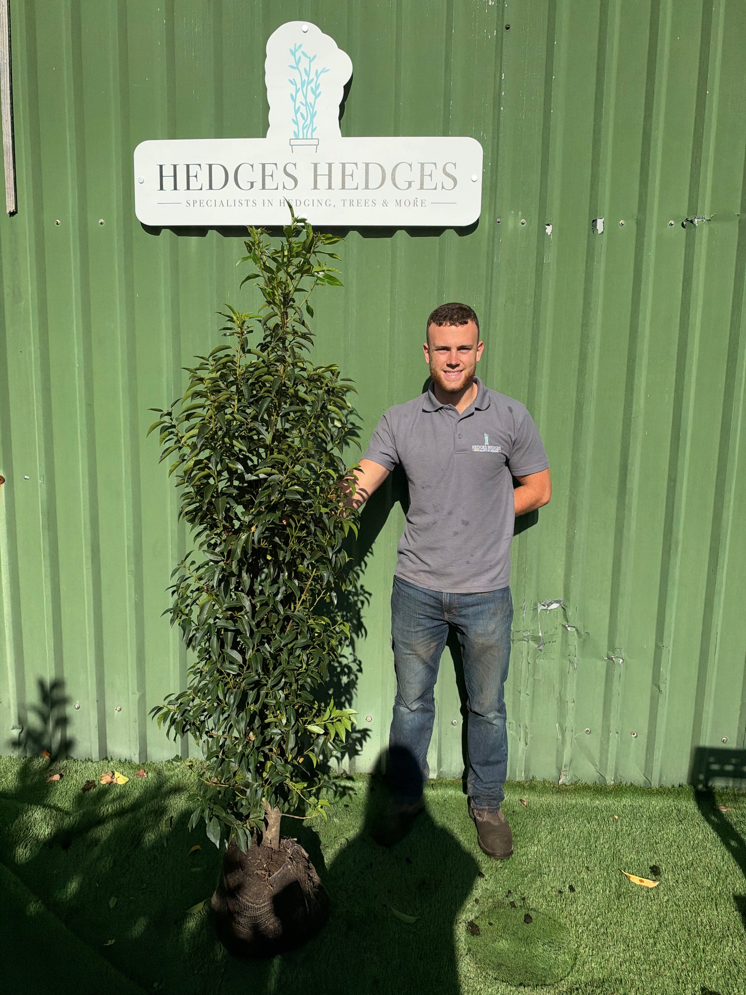 Bushy Portuguese Laurel 150-180cm Planted Height (approx 5-6ft) Rootball