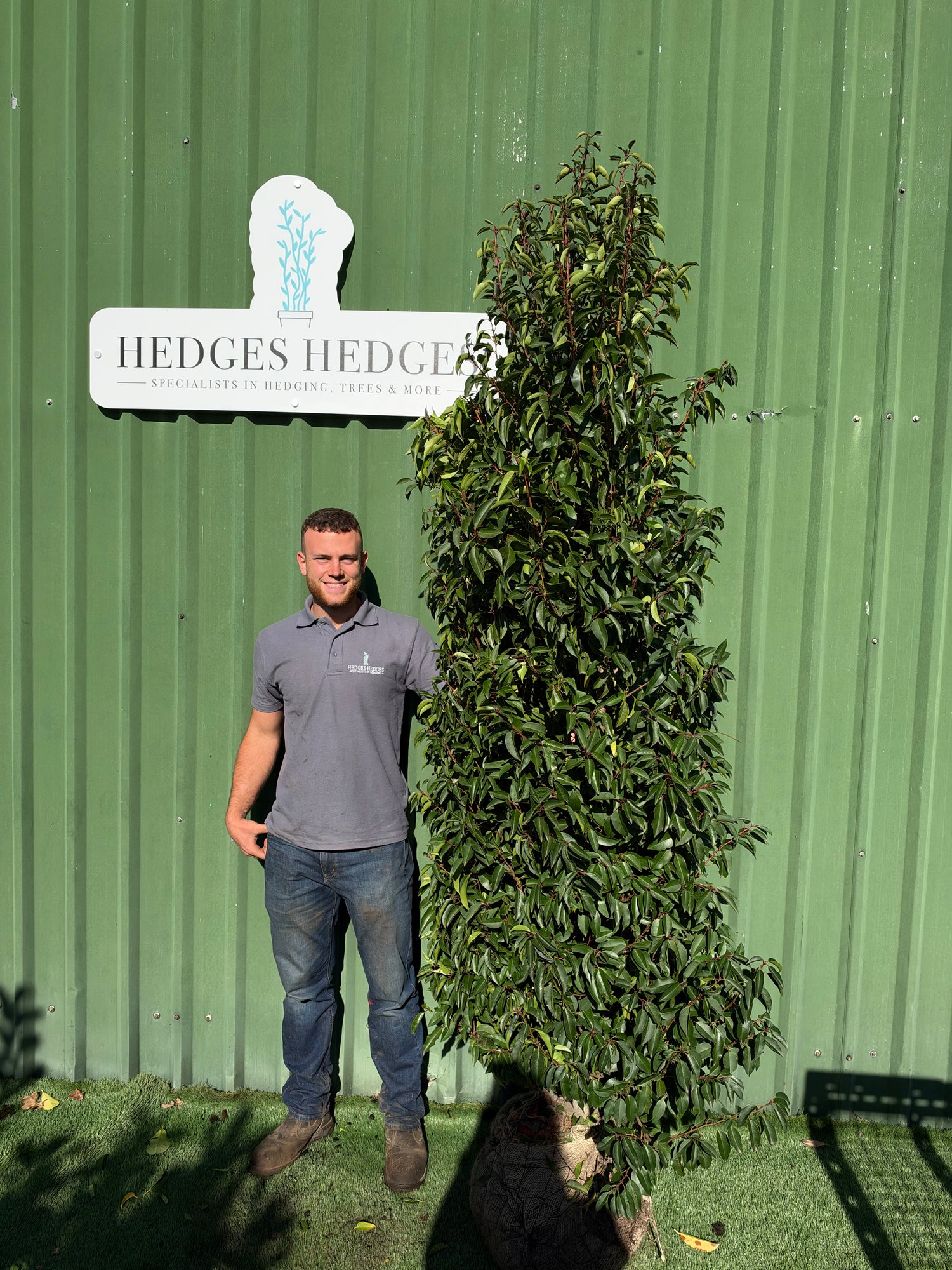 XXL Bushy Portuguese Laurel 225-250cm Planted Height (approx 8ft+) Rootball