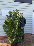 BUSHY Cherry Laurel 150 - 180cm Planted Height (Approx 5-6ft) Rootball
