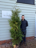 Thuja Brabant 180-210cm Planted Height (approx 6-7ft) Rootball