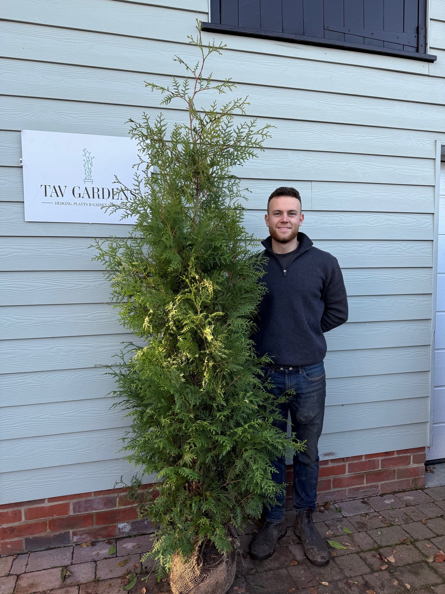 Thuja Brabant 180-210cm Planted Height (approx 6-7ft) Rootball