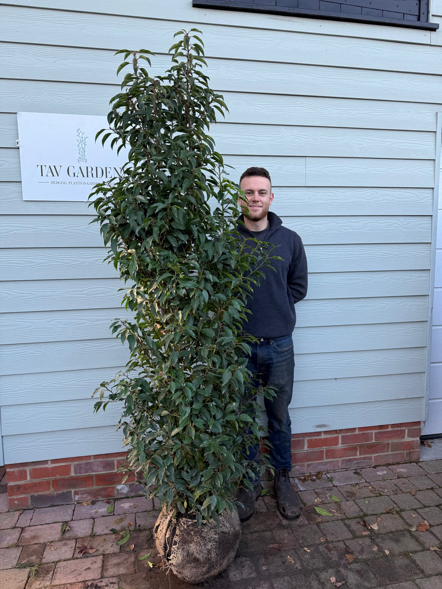 Pallet of 12 x Bushy Portuguese Laurel 175-200cm Planted Height (approx 6-7ft) Rootball