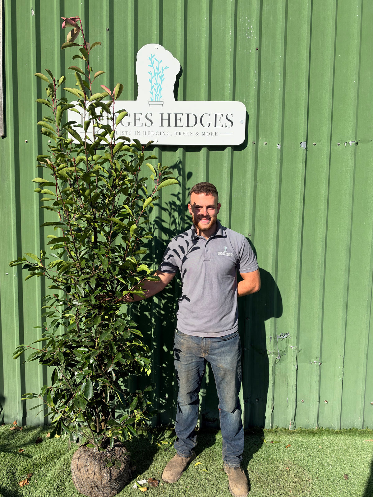 XXL Photinia Red Robin 210-240cm Planted Height (approx 7-8ft+) Rootball