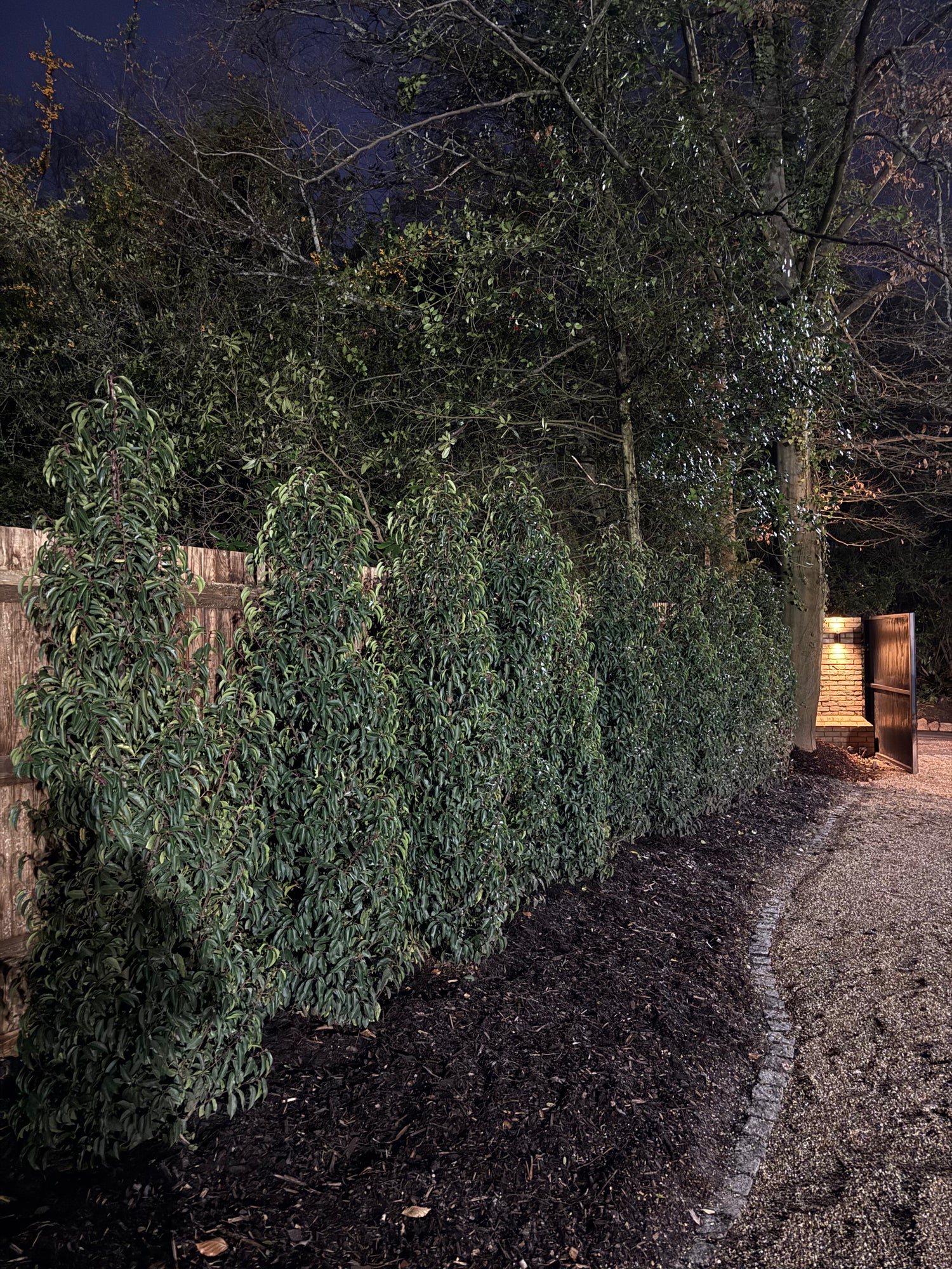 XXL Bushy Portuguese Laurel 225-250cm Planted Height (approx 8ft+) Rootball