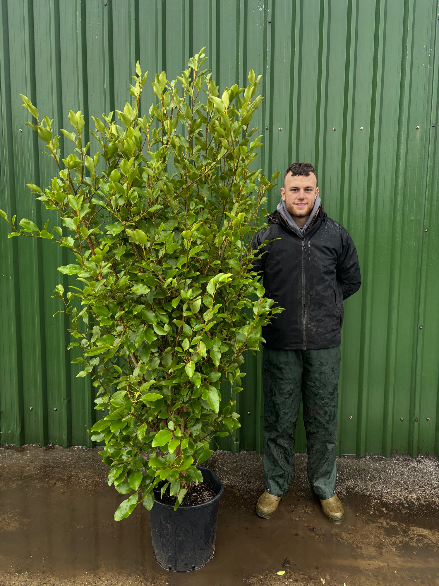Pallet of 12 x BUSHY Griselinia Littoralis 180cm+ Planted Height (approx 6ft+) 25L