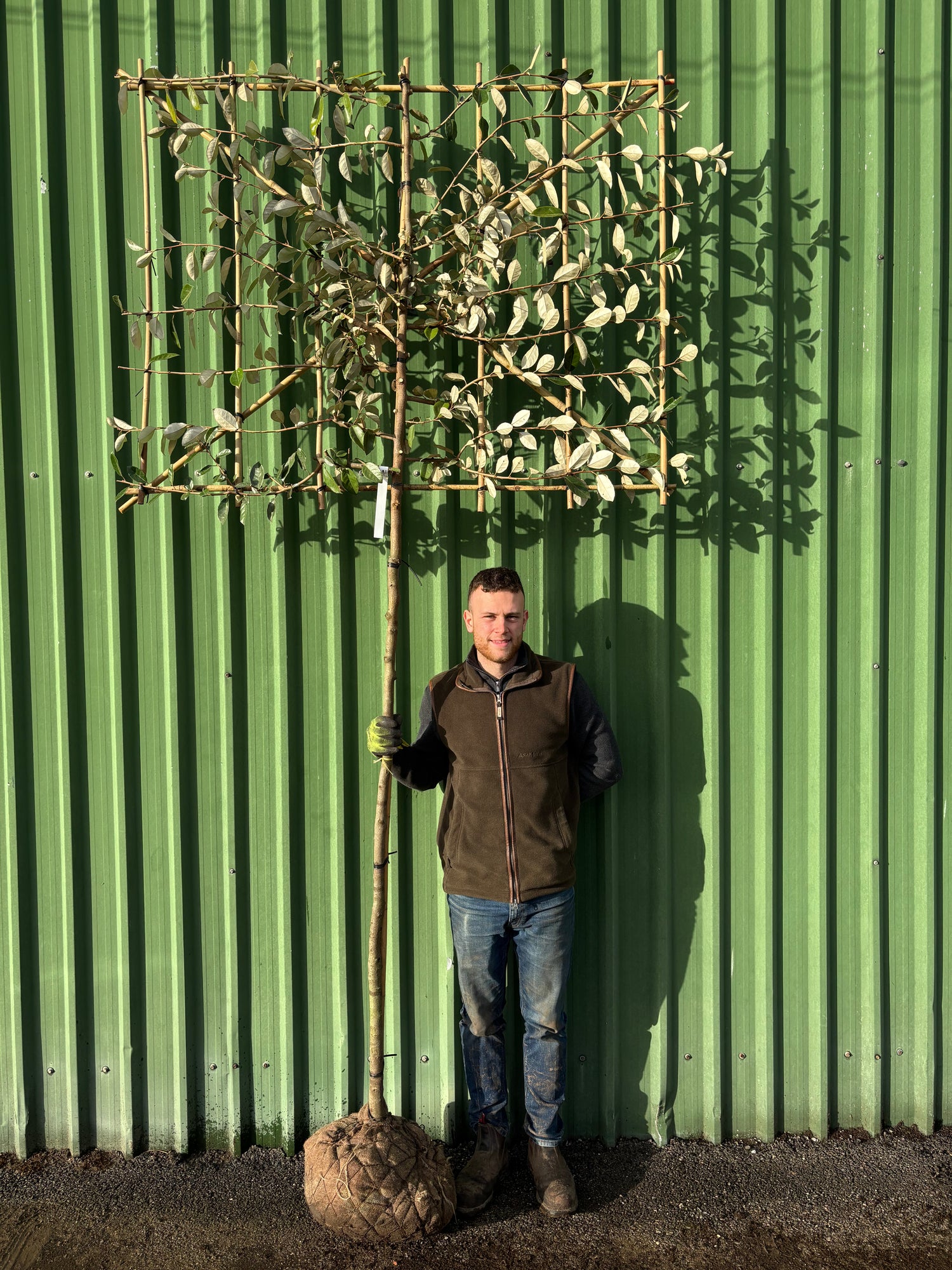 Pleached Elaeagnus Ebbingei 180cm (6ft) stem + 120cm wide x 100cm high Frame