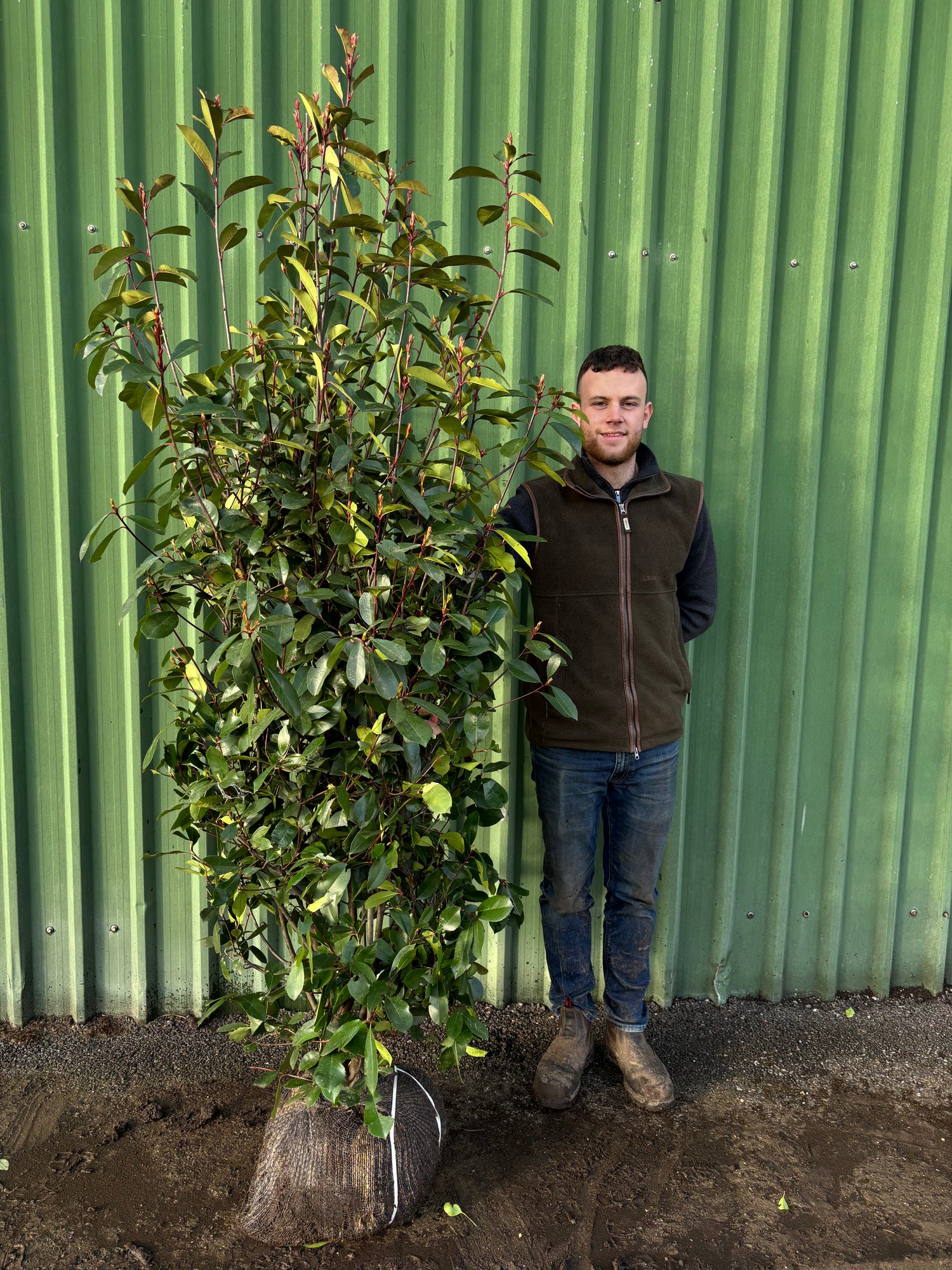 Photinia Red Robin 150-175cm Planted Height (approx 5-6ft) Rootball