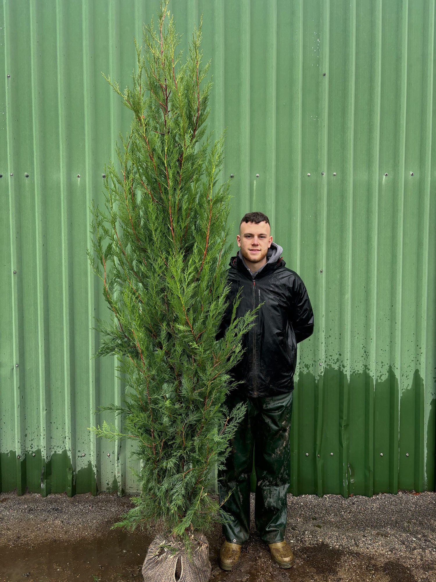 Bushy Leylandii 250-300cm Planted Height (approx 8-9ft+) Rootball