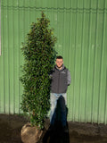 XXL Bushy Portuguese Laurel 225-250cm Planted Height (approx 8ft+) Rootball