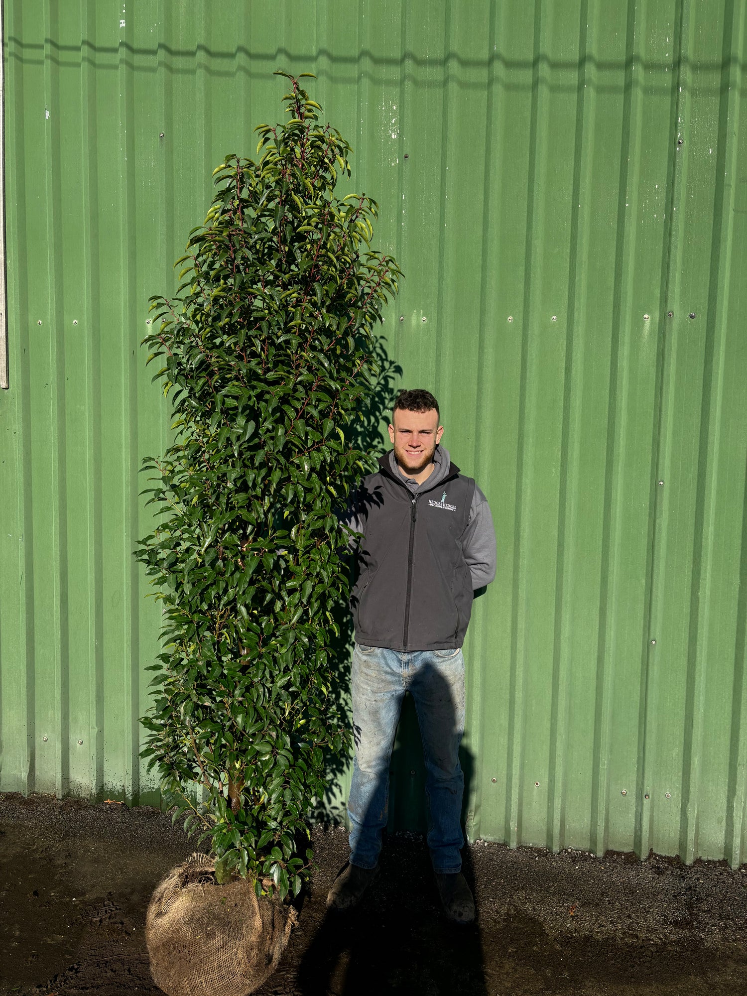 XXL Bushy Portuguese Laurel 225-250cm Planted Height (approx 8ft+) Rootball