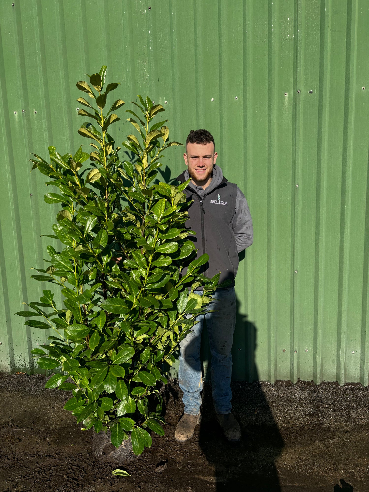 Cherry Laurel 150-180cm Planted Height (Approx 5-6ft) Rootball