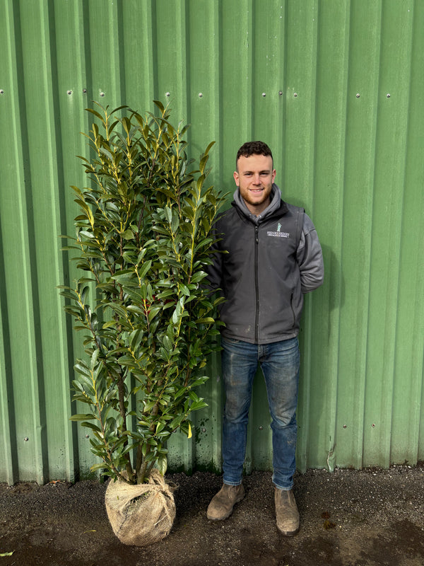 Cherry Laurel Elly 150-180cm Planted Height (approx 5-6ft) Rootball