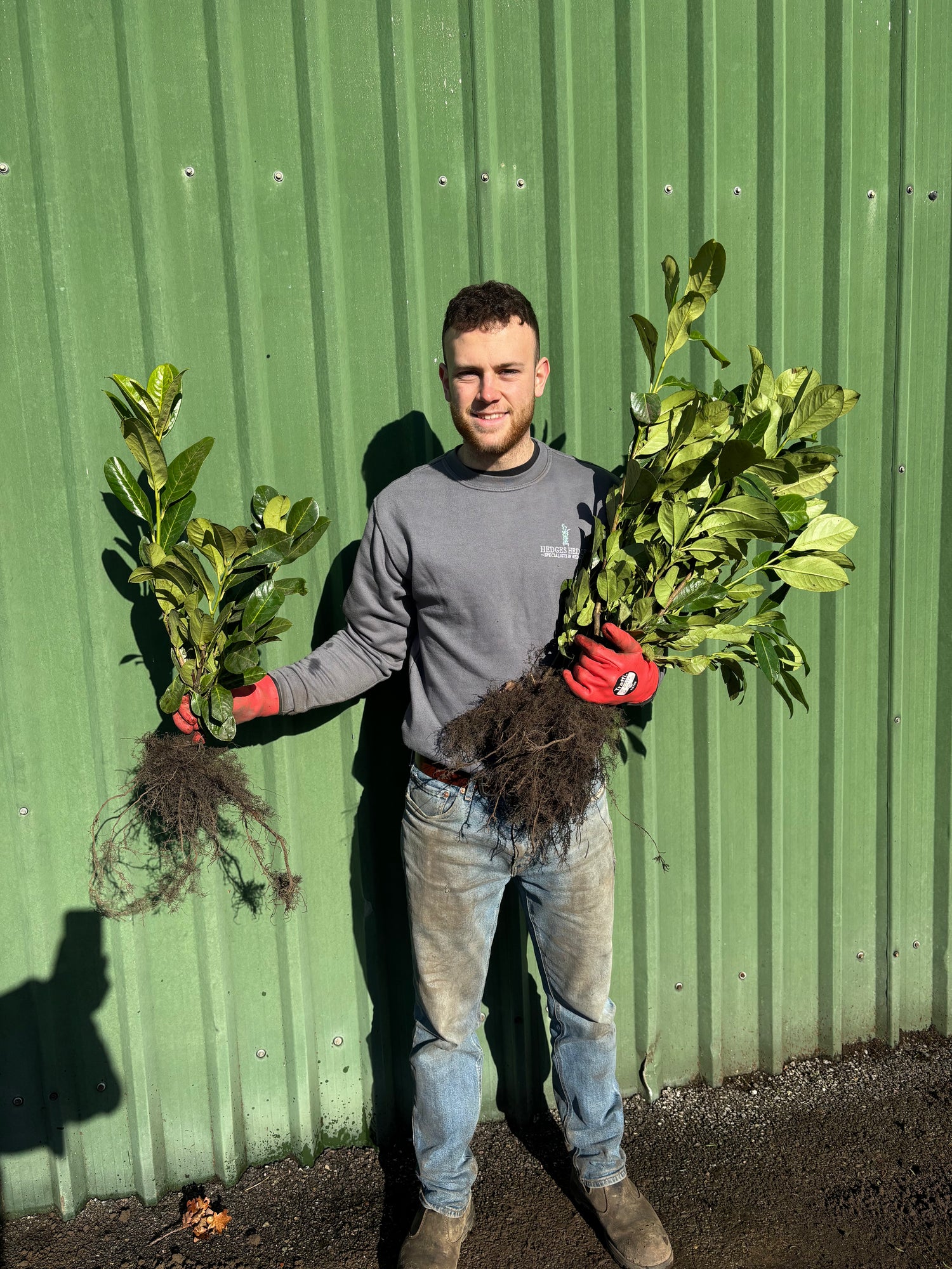 50 x Cherry Laurel 50-60cm Planted Height (approx 2ft) Bare Root