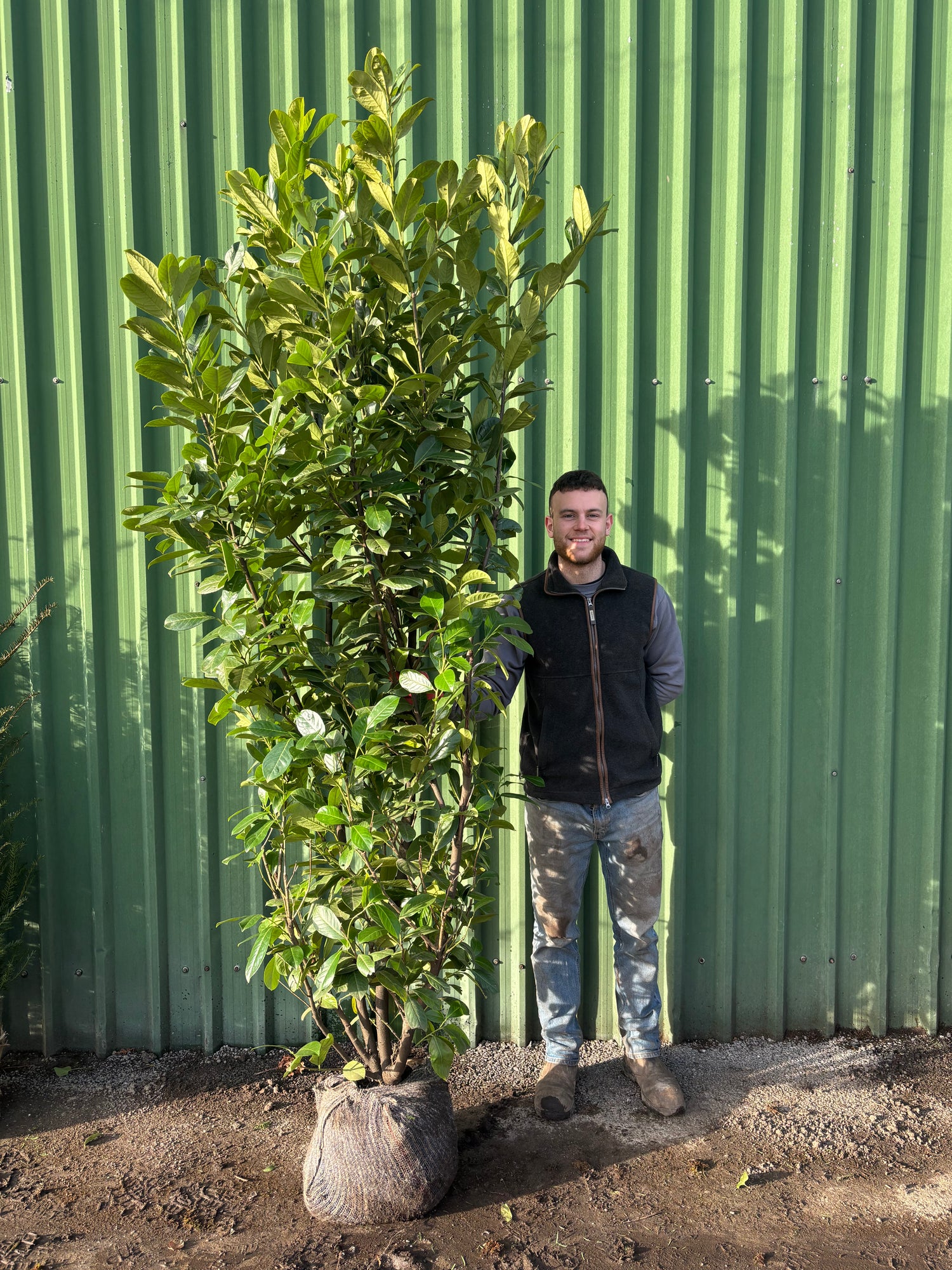 Pallet of 12 x PREMIUM BUSHY Cherry Laurel 210 - 240cm Planted Height (Approx 7-8ft) Rootball