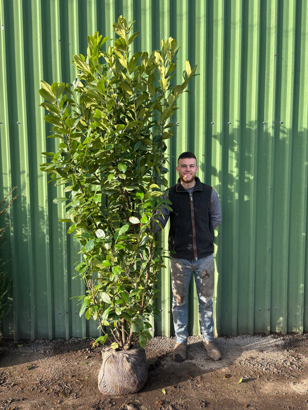 PREMIUM BUSHY Cherry Laurel 210 - 240cm Planted Height (Approx 7-8ft) Rootball