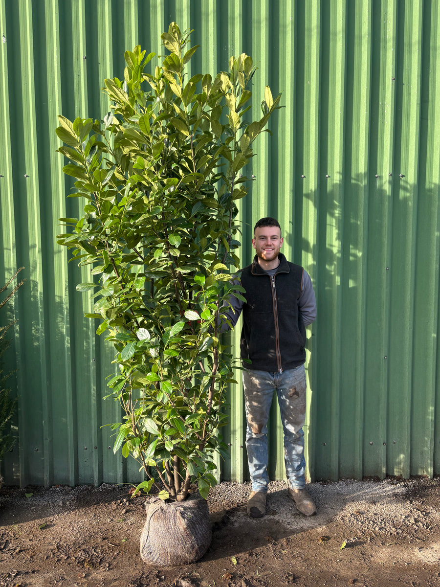 Pallet of 12 x BUSHY Cherry Laurel 210 - 240cm Planted Height (Approx 7-8ft) Rootball