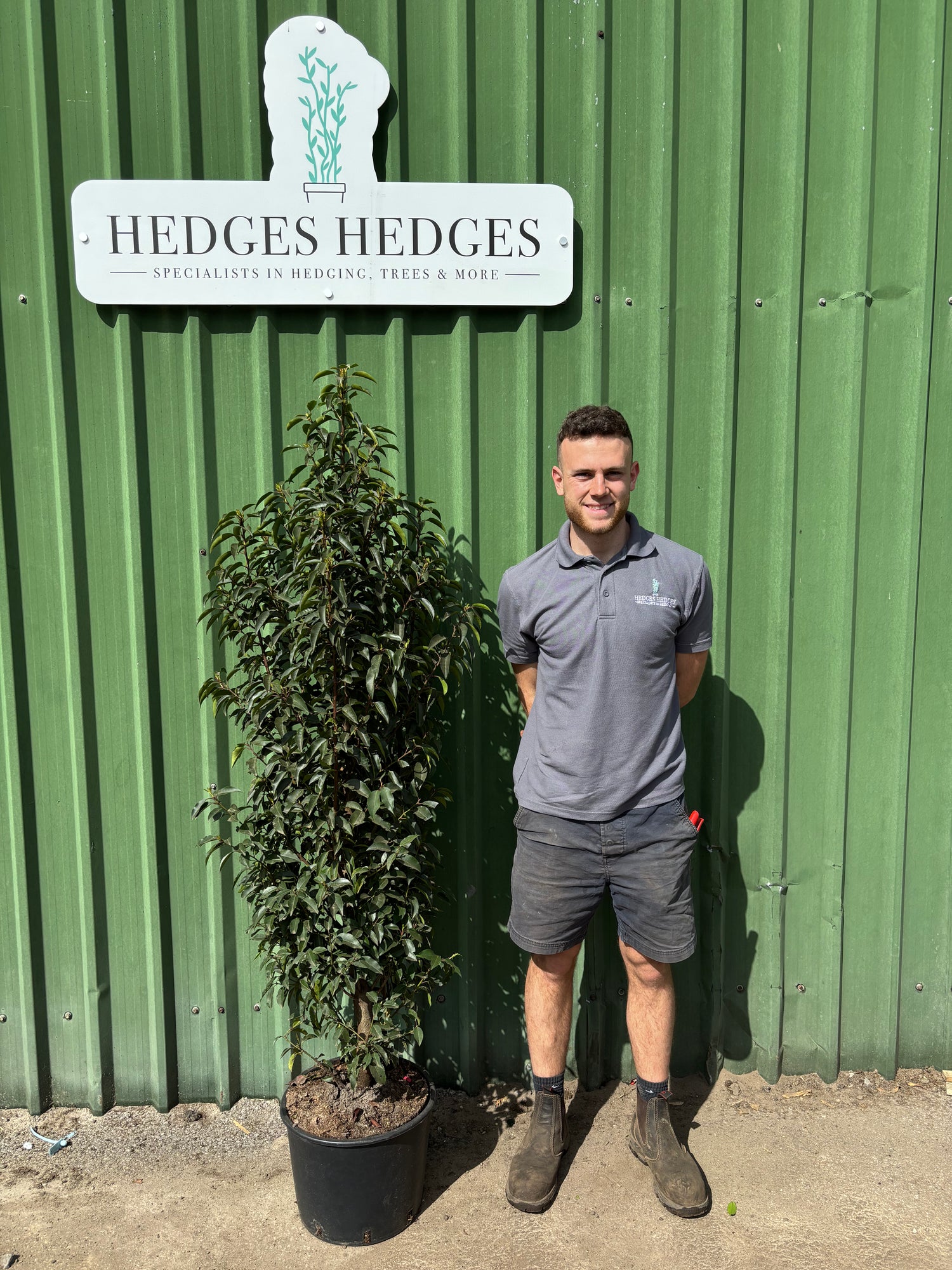 Bushy Portuguese Laurel 150-170cm Planted Height (approx 5ft+) 20L