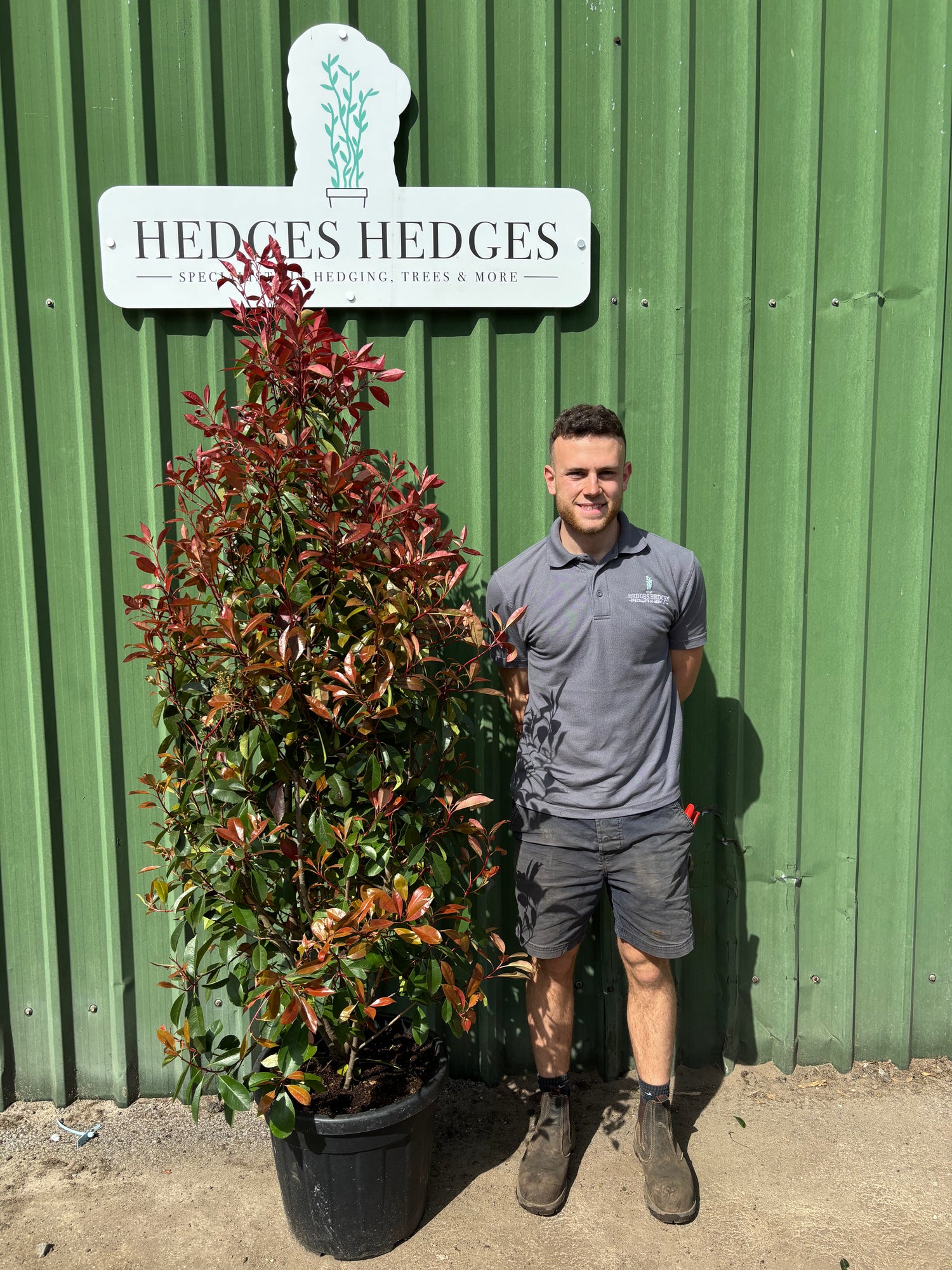 Photinia Red Robin 150-175cm Planted Height (approx 5-6ft) 30l