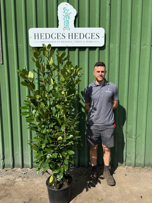 BUSHY Cherry Laurel 175-200cm Planted Height (approx 6ft) 20L