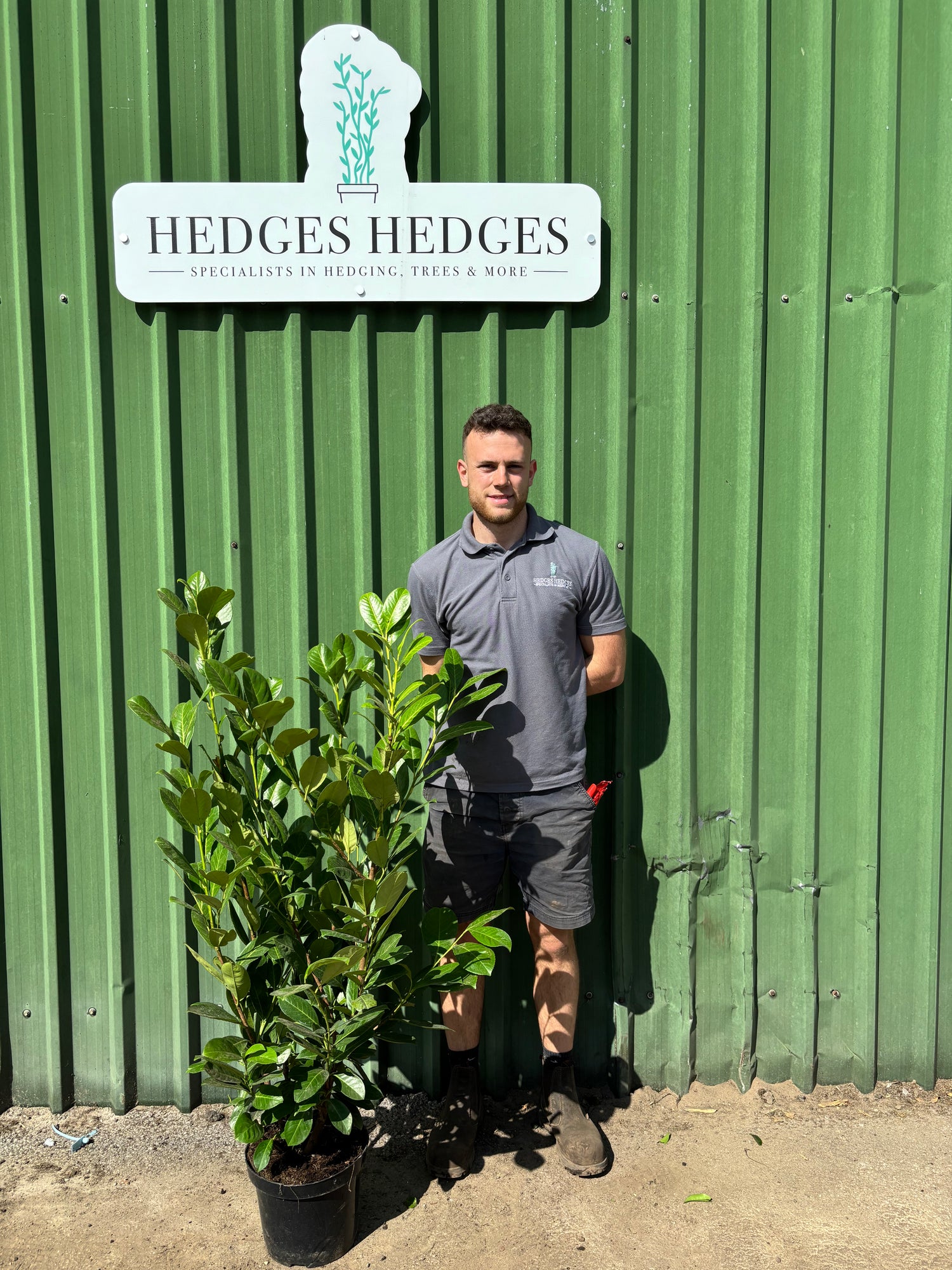 BUSHY Cherry Laurel 120-140cm Planted Height (approx 4ft+) 10L