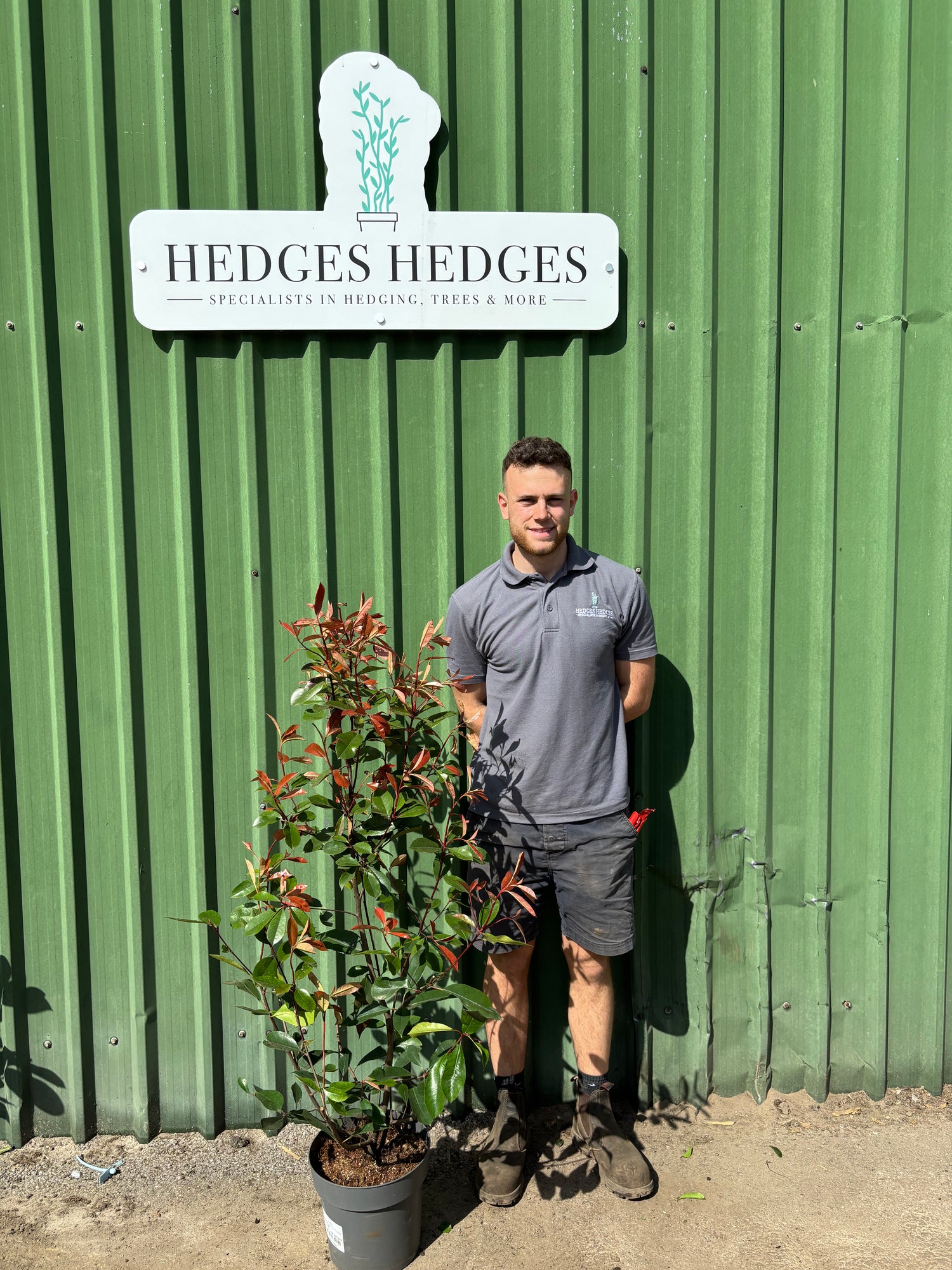 Photinia Red Robin 100-125cm Planted Height (approx 3.5-4ft) 10l