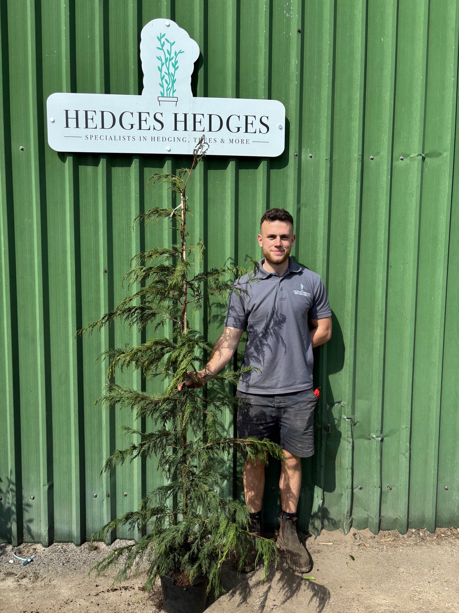 Leylandii 150-175cm Planted Height (approx 5-6ft+) 10l