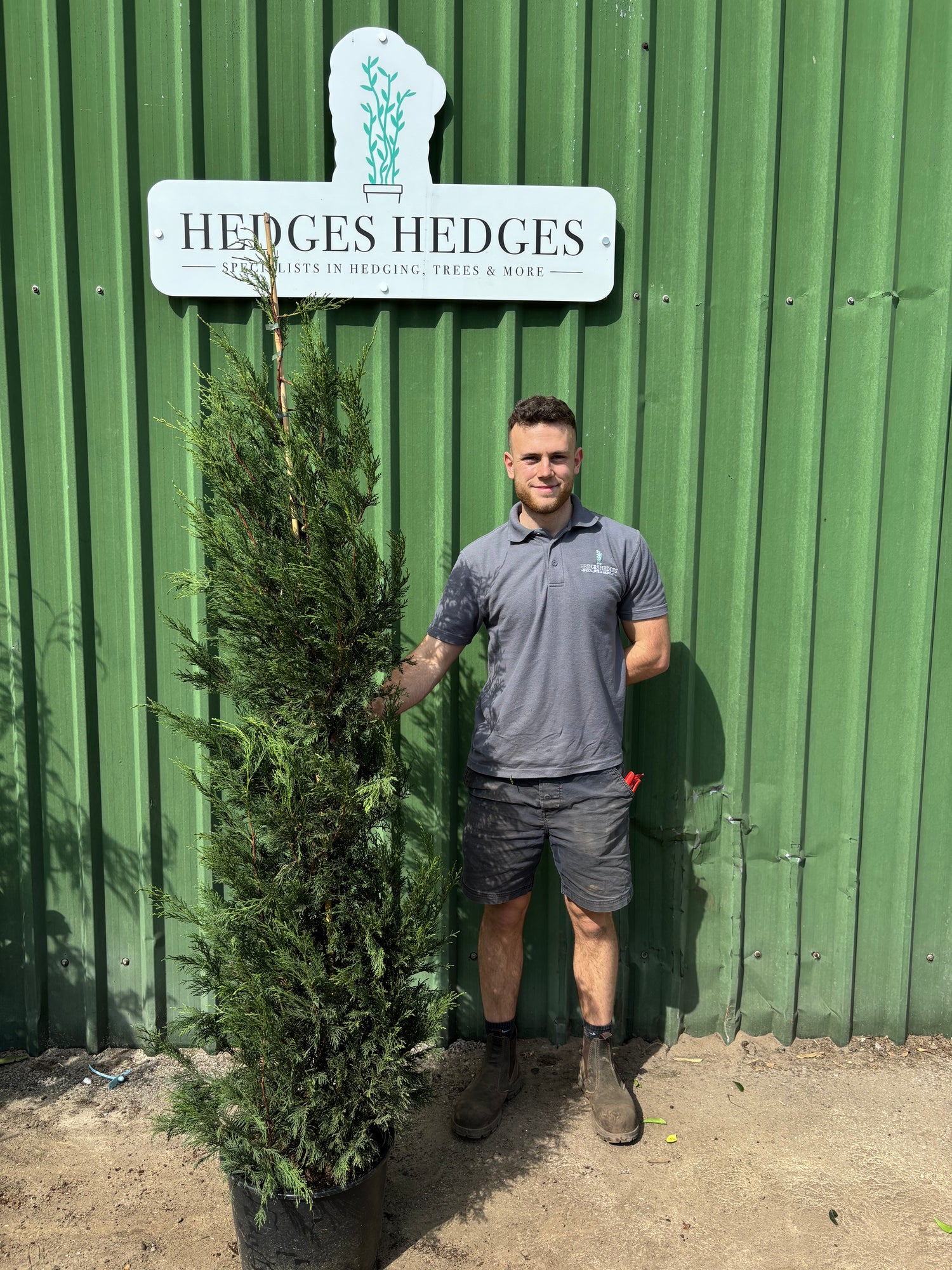 Bushy Leylandii 175-200cm Planted Height (approx 6-7ft+) 15l