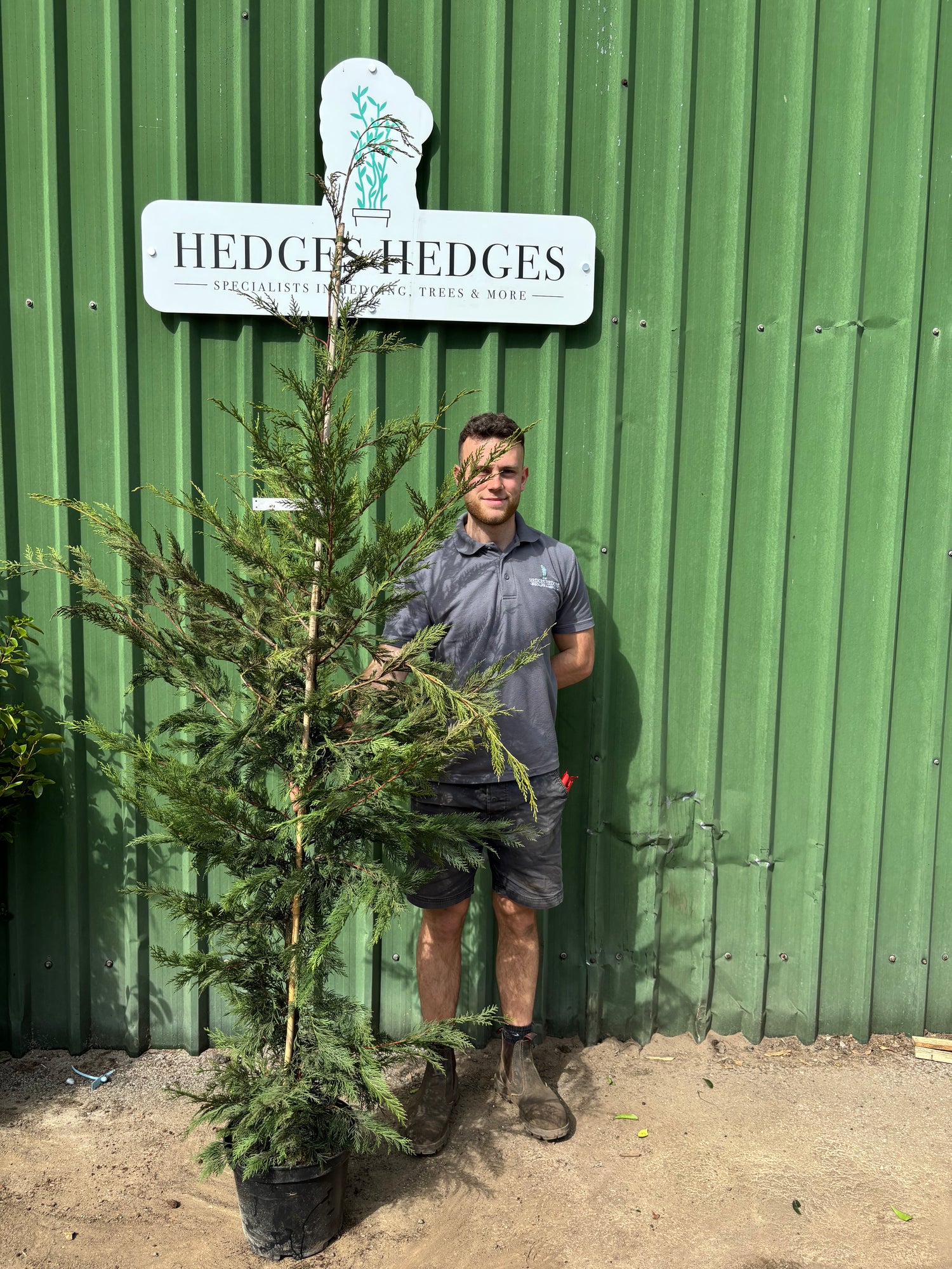 Bushy Leylandii 175-200cm Planted Height (approx 6-7ft) 10l