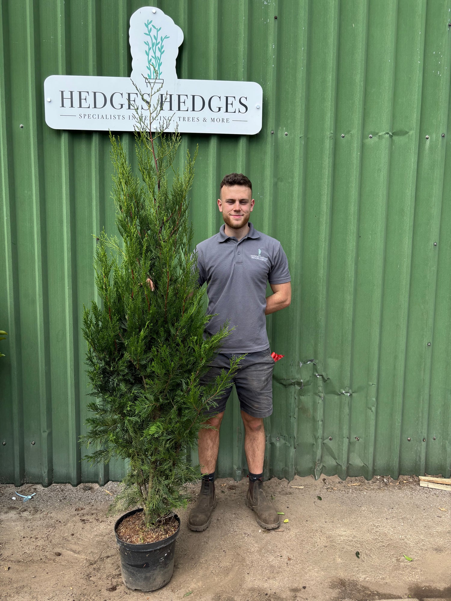 Bushy Leylandii 160-190cm Planted Height (approx 6ft+) 15l