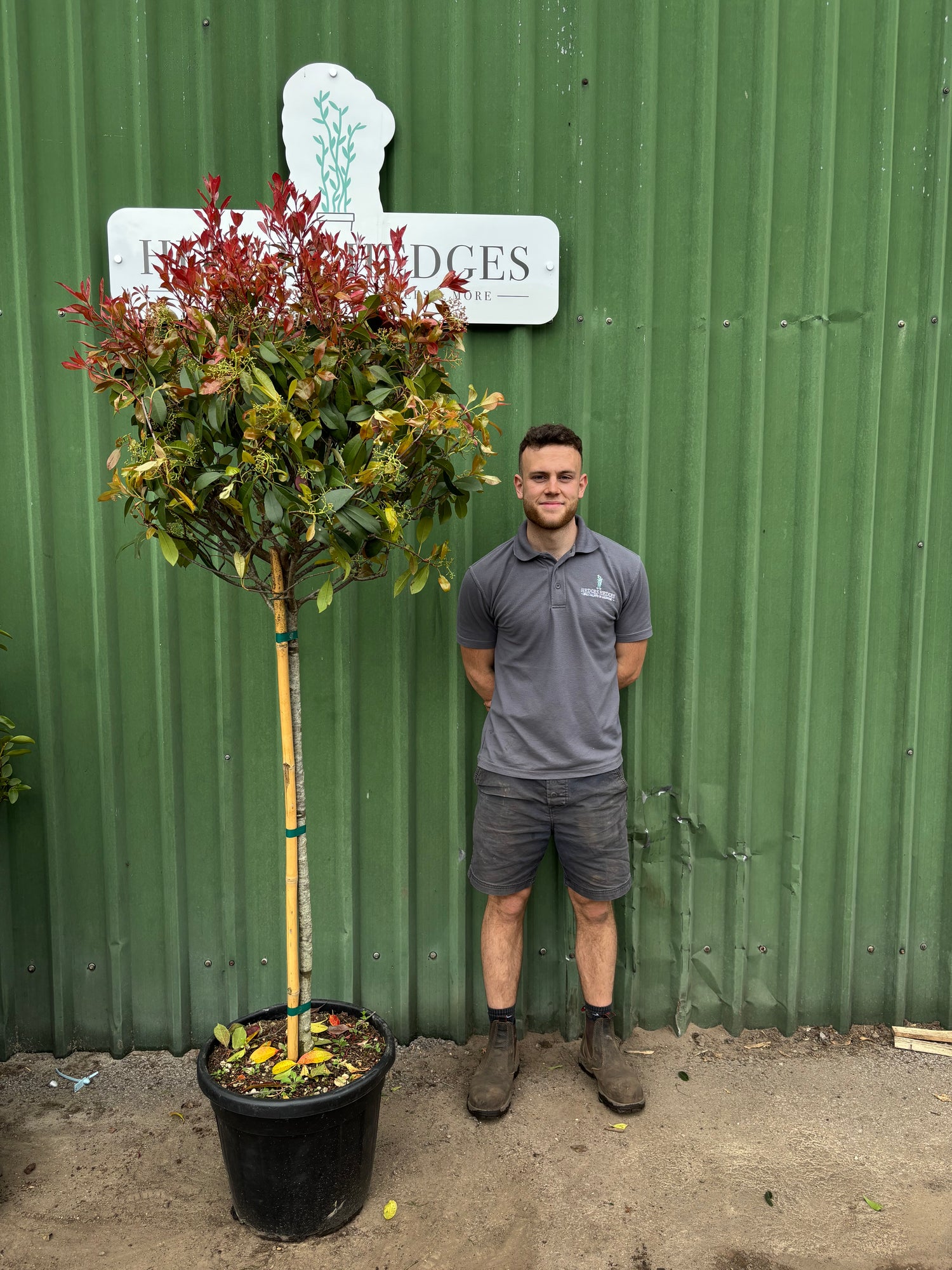 XL Tall Standard Photinia Red Robin 6ft Planted Height 35l