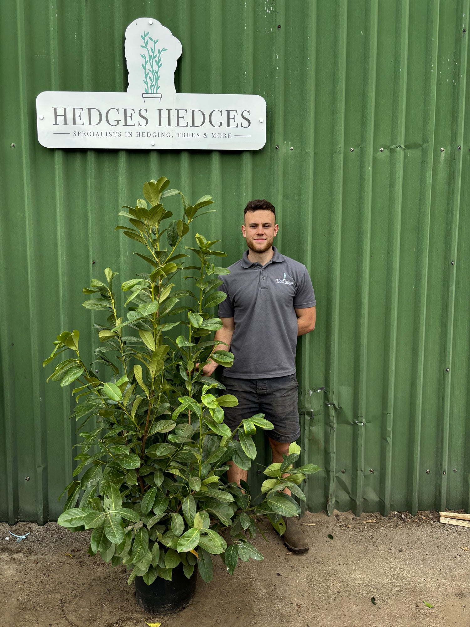 PRE-ORDER FOR 22ND  MAY BUSHY Cherry Laurel 150 - 180cm Planted Height (approx 5-6ft) 25L