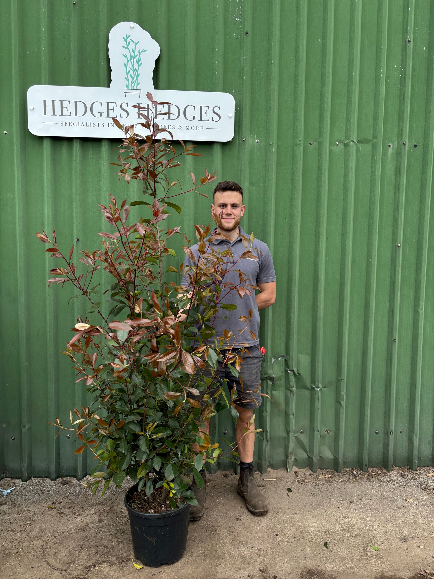 Photinia Red Robin 175-200cm Planted Height (approx 6-7ft) 20l