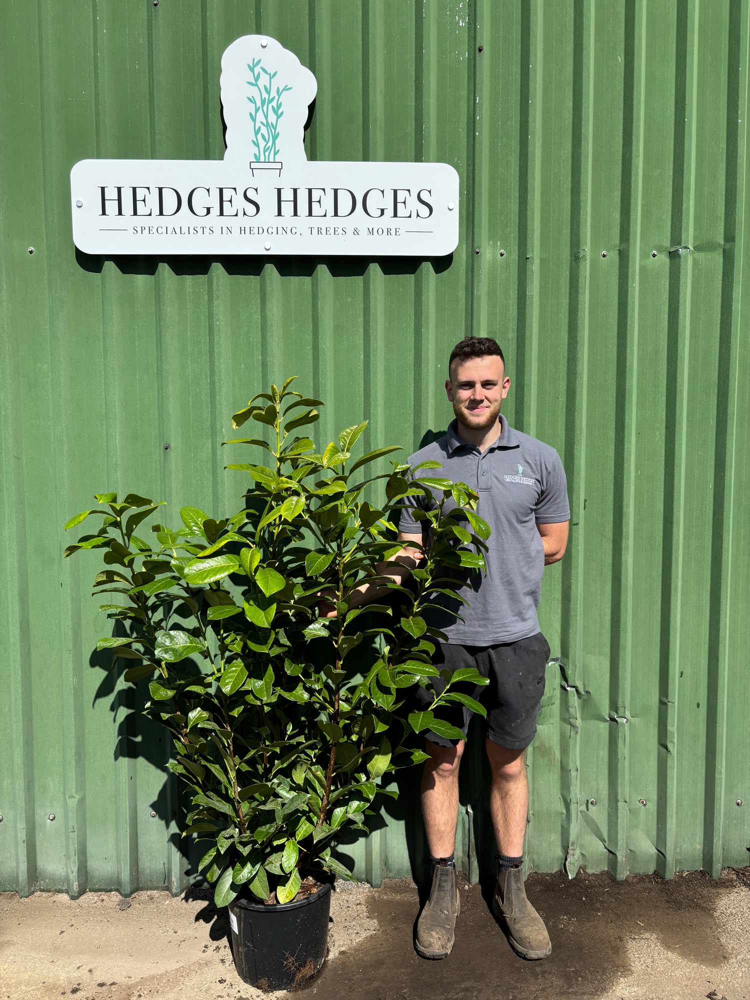 Cherry Laurel 130- 150cm Planted Height (approx 4-5ft) 15L