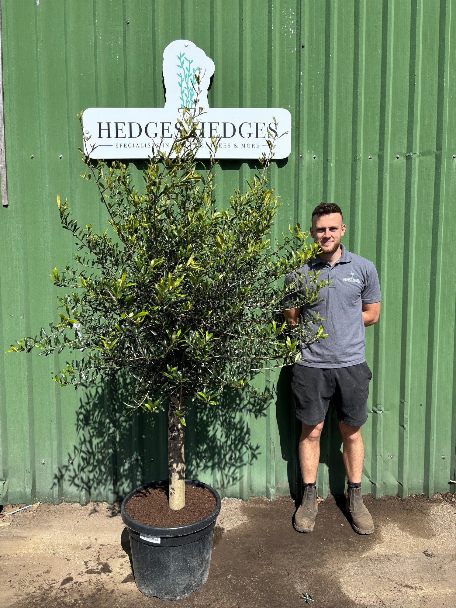 Olive Tree 150cm Planted Height (approx 4ft) 35L